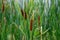 Cattails at the Waters Edge