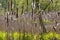 Cattails in a wetland