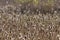 Cattails in a wetland