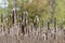 Cattails in a wetland