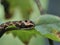 Catterpillar of the cerura vinula