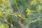 Catterpillar of Papilio machaon nearing its final days as a caterpillar. Crawling on a fennel.