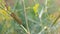 Catterpillar of Papilio machaon nearing its final days as a caterpillar. Crawling on a fennel.