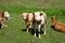 Cattle along the historic Semmering railway