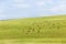 Cattle Animals Farming Hills Landscape