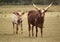 Cattle Ankole-Watusi