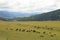 Cattle in Argentina