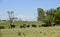 Cattle in Argentine countryside,