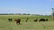 Cattle in Argentine countryside