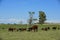 Cattle in Argentine countryside,