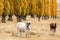 Cattle in an autumn field