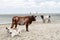 Cattle on the beach