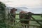 Cattle at the beach