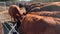 Cattle being fed grain in the trough, Red Angus beef cows