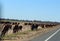 Cattle Being Herded along the Roadside
