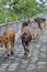 Cattle being herded down the sidewalk in China