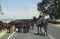 Cattle being mustered along the roa