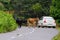 Cattle blocking the road