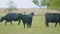 Cattle brazing in fields. Black angus cows as herd. Powerful black cow that eats grass. Real time.