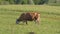 Cattle breeding. cattle grazing. farmer`s cow eating grass in the meadow. A cow in a meadow is chewing grass. livestock