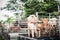 In the cattle and buffalo market, villagers will carry cows and buffalos into trucks to sell at Khao Mai Kaeo Market, Chonburi Pro