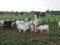 Cattle caged at a farm in the Venezuelan countryside.