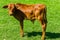 Cattle Calf Animal