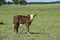 Cattle calf in Argentine countryside,Argentina