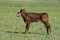 Cattle calf in Argentine countryside, , Argentina