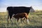 Cattle and calf calf sucking, Argentine countryside,La Pampa