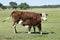 Cattle and  calf sucking, Argentine countryside,La Pampa