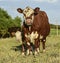 Cattle and  calf sucking, Argentine countryside,La Pampa