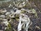 Cattle cemetery in the forest. Close up of a lot of old skulls of cows with teeth