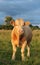 Cattle: Charolais breed bullock on farmland in rural Ireland