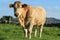 Cattle: Charolais bullock on farmland in rural Ireland