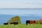 Cattle on Cliffs, Hartland Point, Devon, England