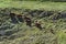 Cattle climb a hillside following a trail