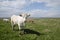 Cattle at coastal pastureland