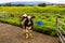 Cattle coming home on a dairy farm. Taranaki New Zealand