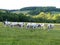 Cattle conservation grazing on the Chorleywood House Estate