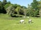 Cattle conservation grazing at The Dell, Chorleywood House Estate