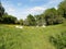 Cattle conservation grazing at The Dell part of the Chorleywood House Estate