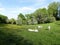 Cattle conservation grazing at The Dell part of the Chorleywood House Estate