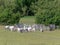 Cattle conservation grazing by wooden paddock on the Chorleywood House Estate in Hertfordshire, England, UK