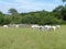 Cattle conservation grazing by wooden paddock on the Chorleywood House Estate in Hertfordshire, England, UK