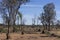 Cattle country in Western Queensland with anthills