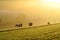 Cattle countryside in morning mist by sunrise