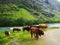 Cattle, cows, bulls, heifers and steers grazing on green grass near a fast river