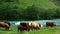 Cattle, cows, bulls, heifers and steers mooing and grazing on green grass near a fast flowing blue river with white water rapids