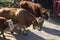 Cattle, cows, calves and bulls, adorned with flowers, pasture drive